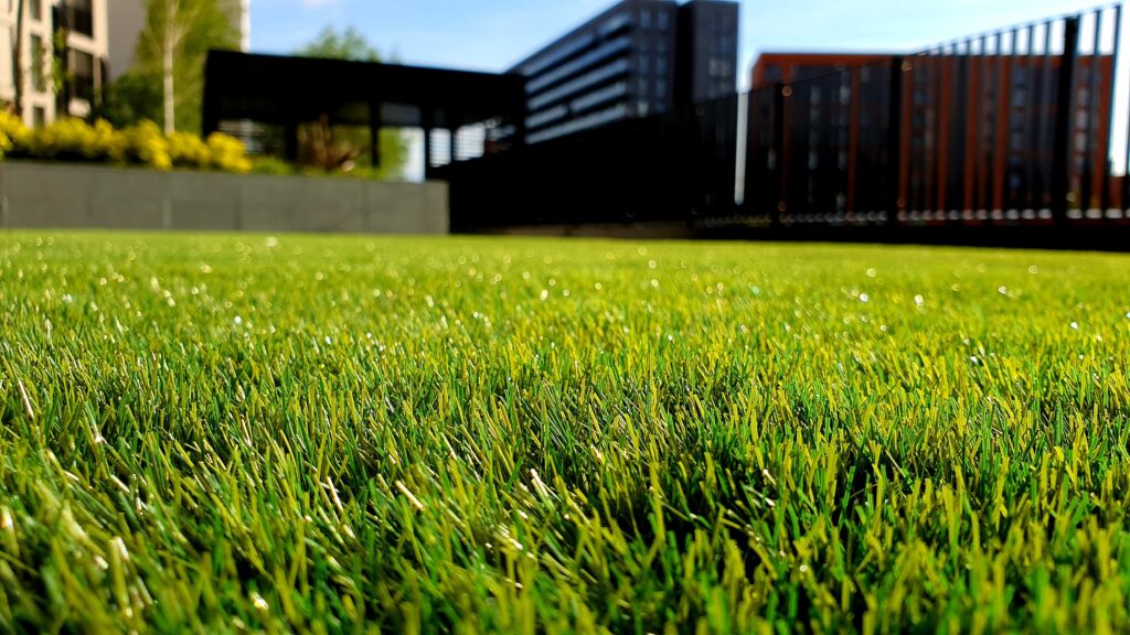 close-up view of freshly cut lawn in a backyard on a sunny day